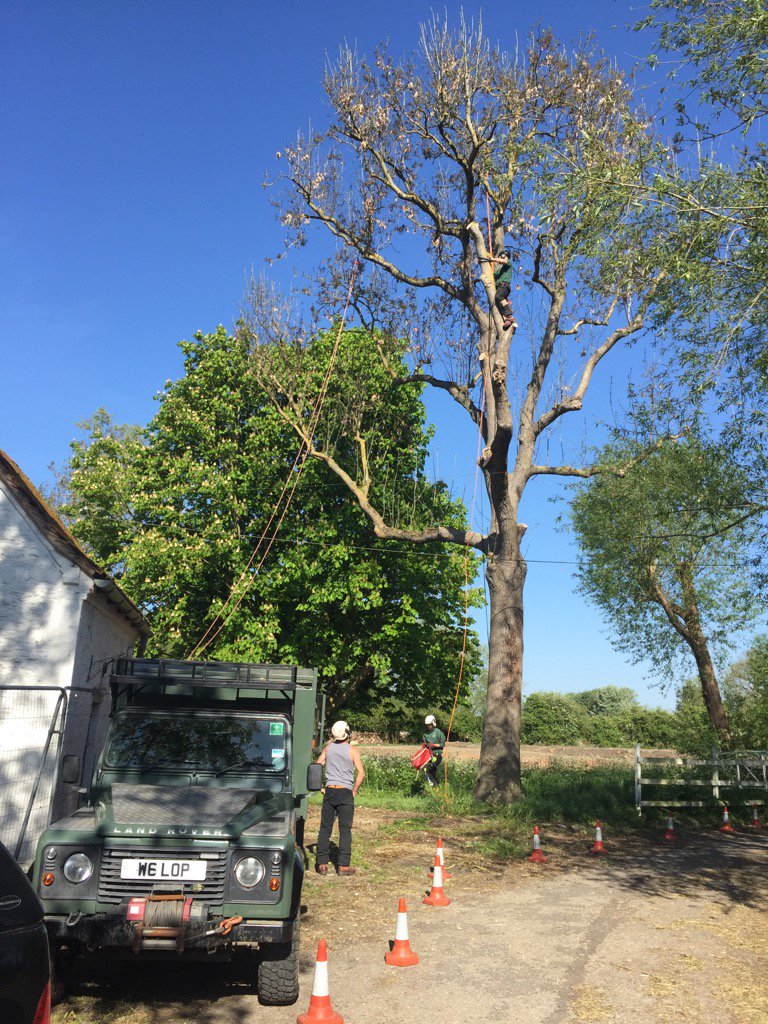 ADMTrees's tweet photo. Ash takedown today #admtrees #treesurgery #treework https://t.co/8AW23Ng0uf