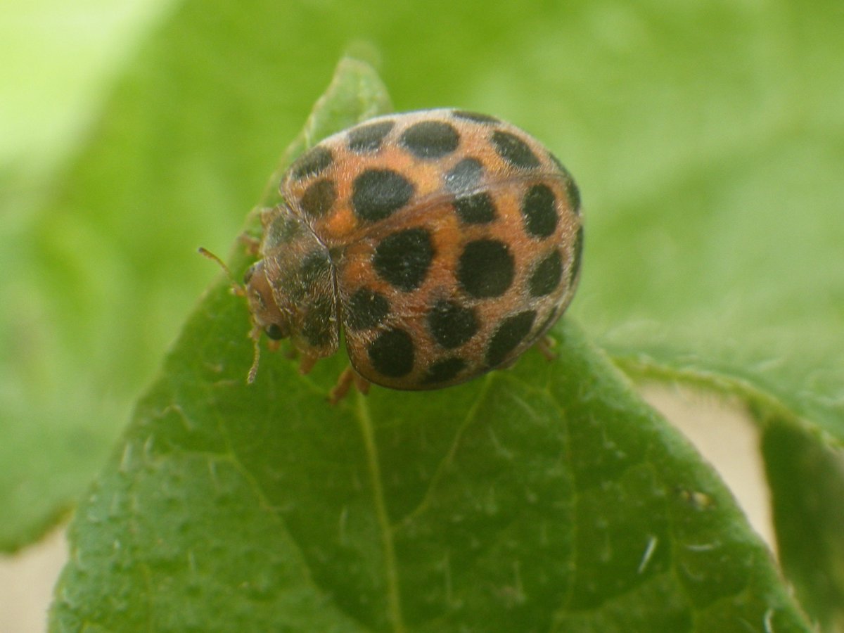 自給自足生活 テントウムシダマシ こやつは害虫 ジャガイモの葉が食べられていました ウリ科もやられちゃうので全部駆除 自給自足生活 テントウムシダマシ こやつは害虫 ジャガイモの葉が食べられていました ウリ科もやられちゃうので全部駆除