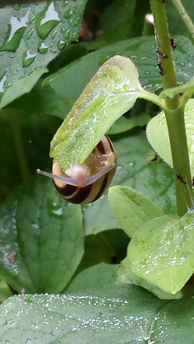 FeeMaike's tweet photo. #pascs @pchall147 Ein kleiner Besucher 🐌 https://t.co/mv7Ia48Pyd