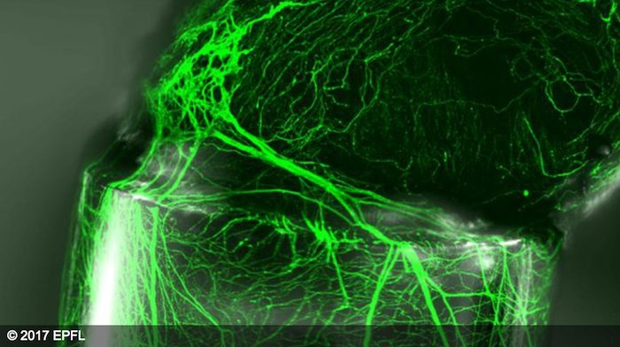 FIT_fund's tweet photo. Discovery: #nanometric imprinting on fiber https://t.co/6GxWZRkPaM via @EPFL_en https://t.co/CX9QYUmKYg https://t.co/16ajeHNvZ7