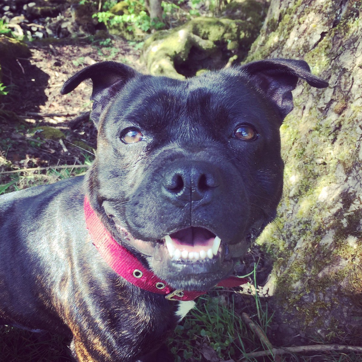 BethTeigr's tweet photo. It's his Friday face!
#RonTheDog https://t.co/zUV5ajX0XX