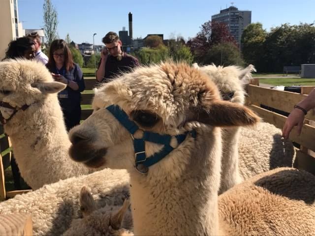 dusadundee's tweet photo. Alpacas on campus!
Take a wee study break and say hello to our adorable new friends. They'll be here until 3pm. #healthystudy https://t.co/n2bZoYltPV