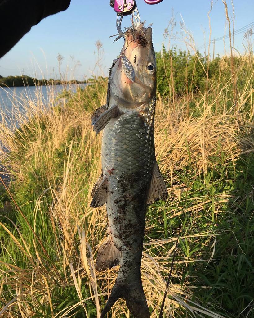 ドラマ魚 ドラマ魚