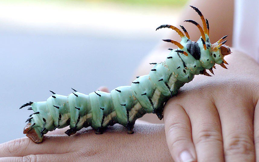 Strange_Animals's tweet photo. The hickory horned devil. https://t.co/IzF48I2e9i