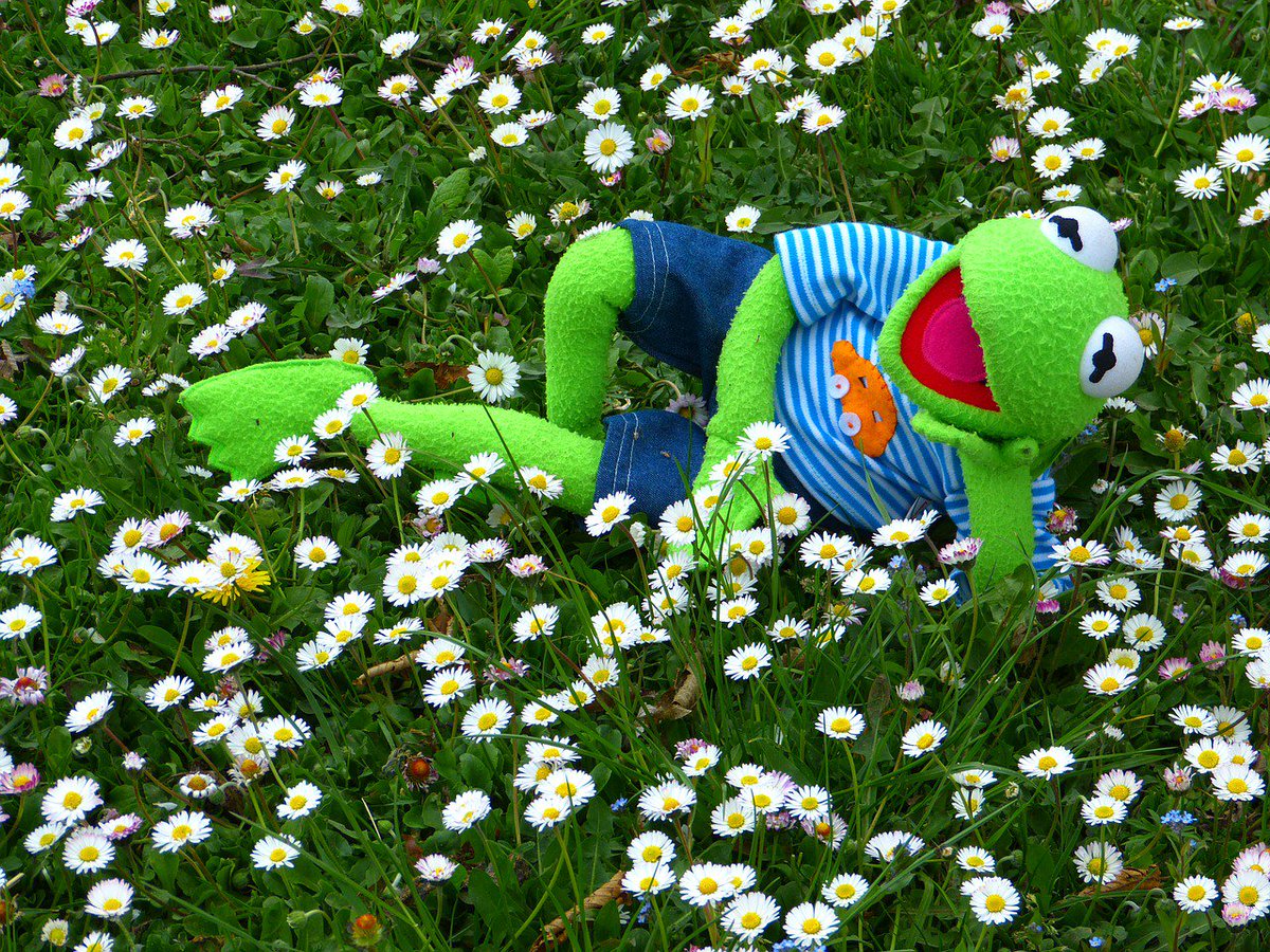 VSFSatState's tweet photo. You'd be as happy as Kermit if you had a #VSFSatState intern. :-) Get your project in now at https://t.co/GcaaCU0OLi #TGIF #einterns https://t.co/gkOQaSraqH