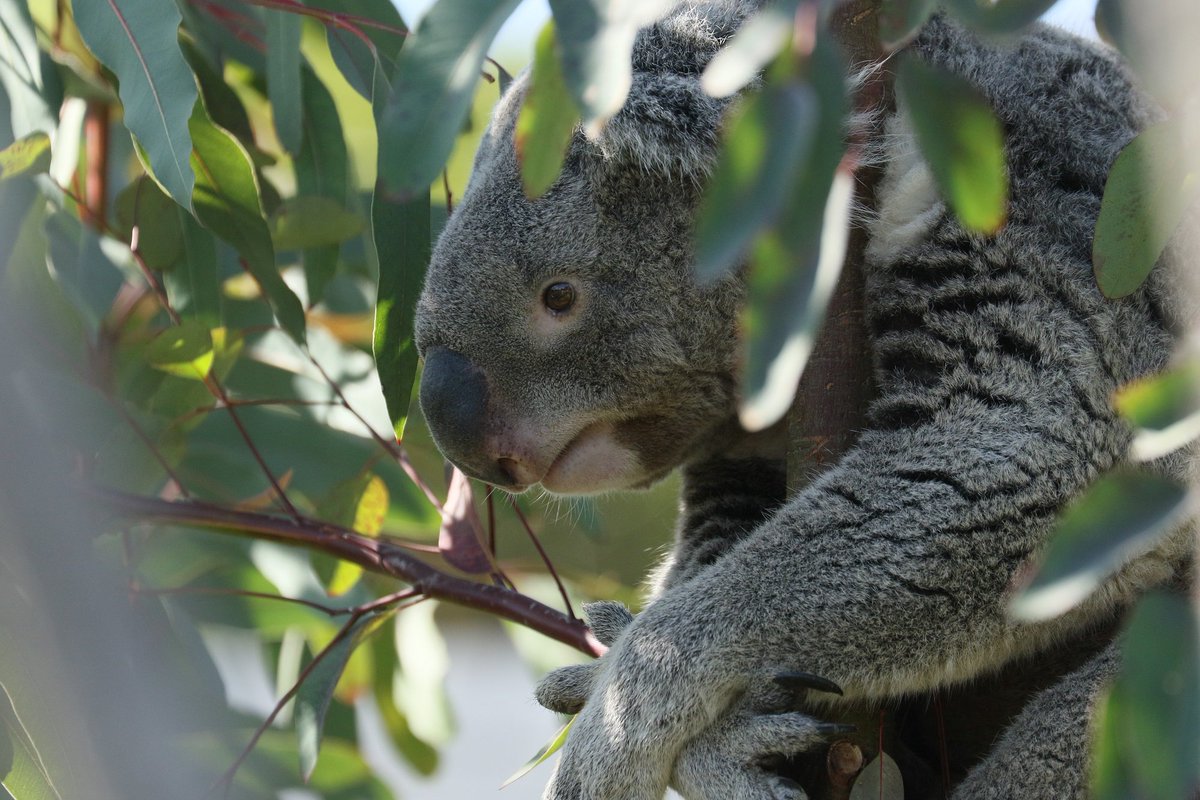 コアラの太郎君 Ko A Land 9 Twitter