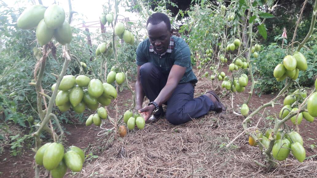 HoReCo_Rw's tweet photo. Pruning of Tomatoes of Pop variend variety in open field by @HoReCo_Rw https://t.co/kj4QUb9l9a