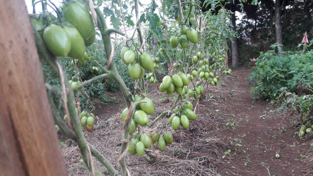 HoReCo_Rw's tweet photo. Pruning of Tomatoes of Pop variend variety in open field by @HoReCo_Rw https://t.co/kj4QUb9l9a