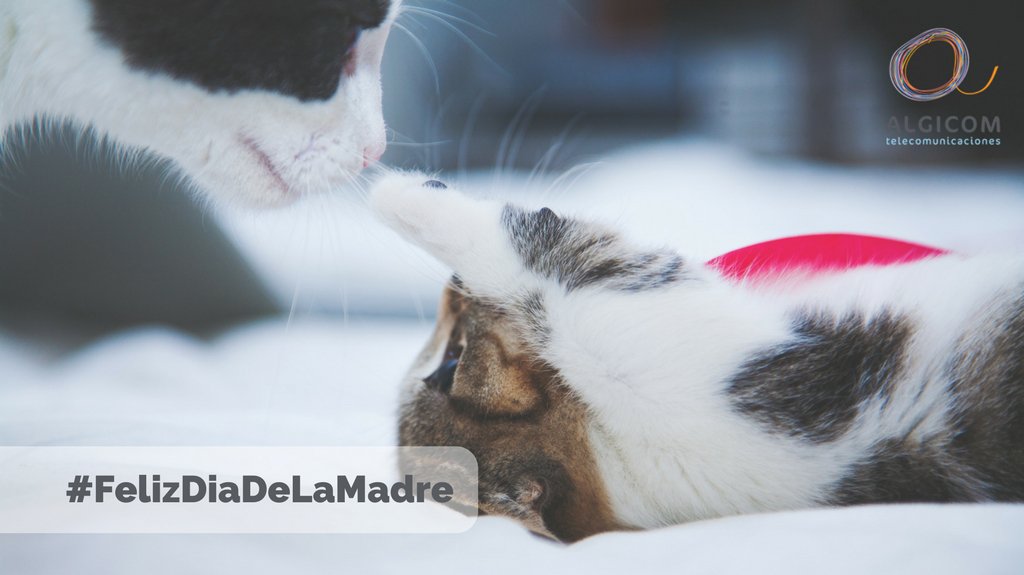 algicomcom's tweet photo. #FelizDiaDeLaMadre a todas las madres del mundo, ¡incluido el mundo animal! https://t.co/3C0ea5UIMQ