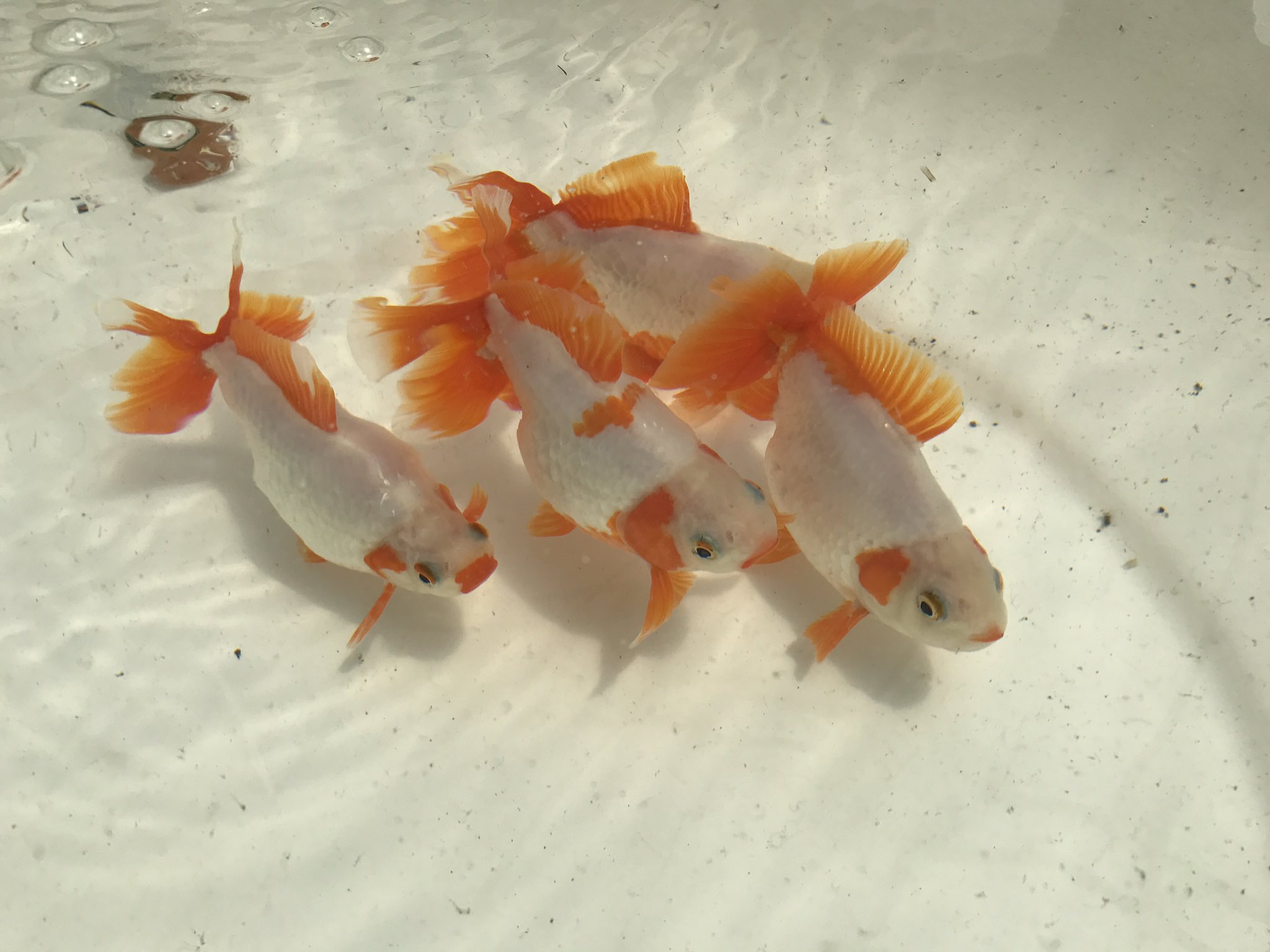 تويتر Okera على تويتر ５月５日もよう 地金魚倶楽部 In 金魚 坂 展示魚 地金 尾の張りよく腹周りでっぷり 綺麗なホーロー洗面器と相まって 一層キラキラと映えて見えました こちらは販売魚 T Co Tiuamw3a3l