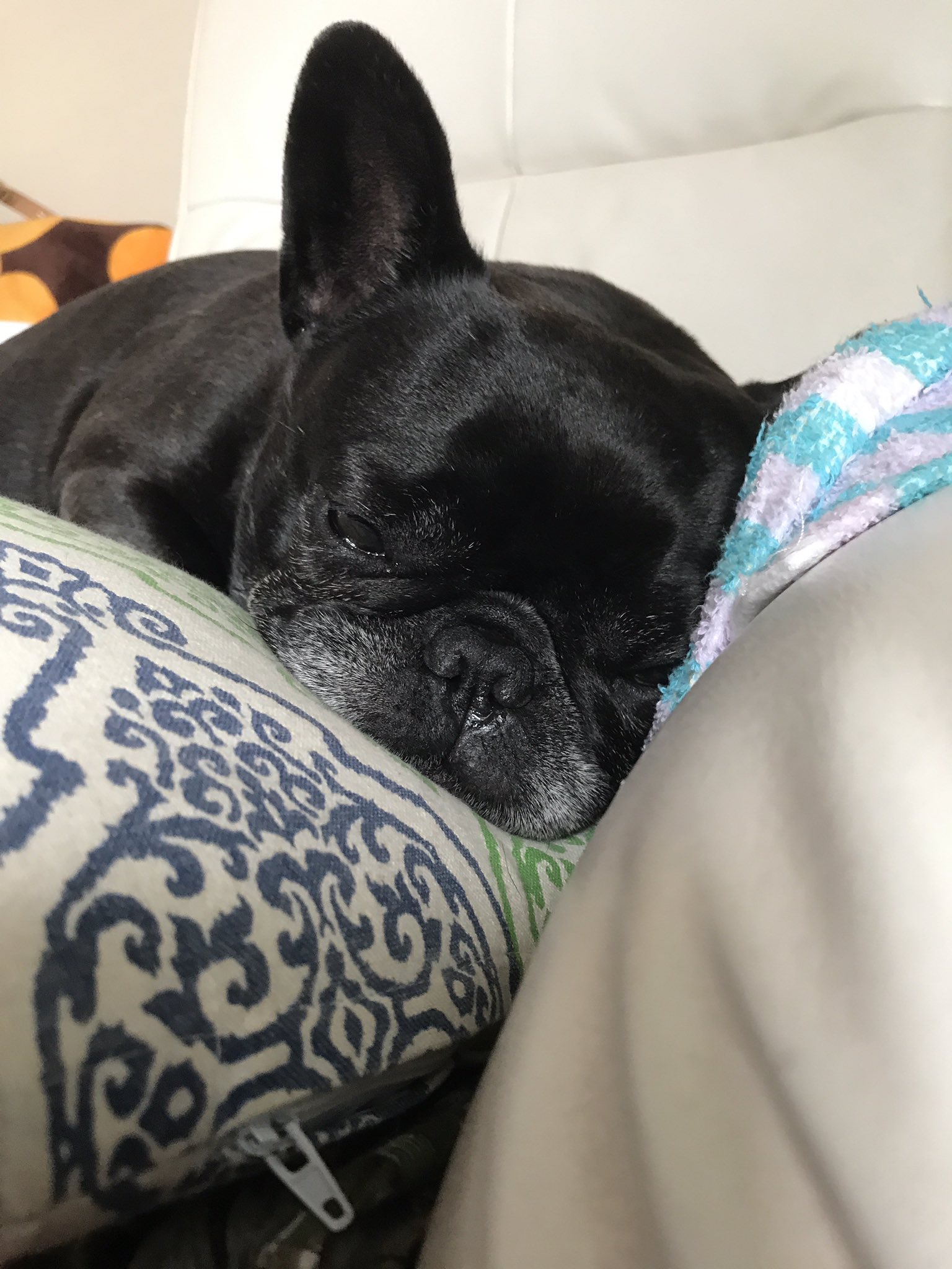 Negikodx フレンチブルドッグ ブヒ おデブ犬 ねぎこ ふて寝 しろくま貰えずふて寝 T Co Pllxjqdtl4 Twitter
