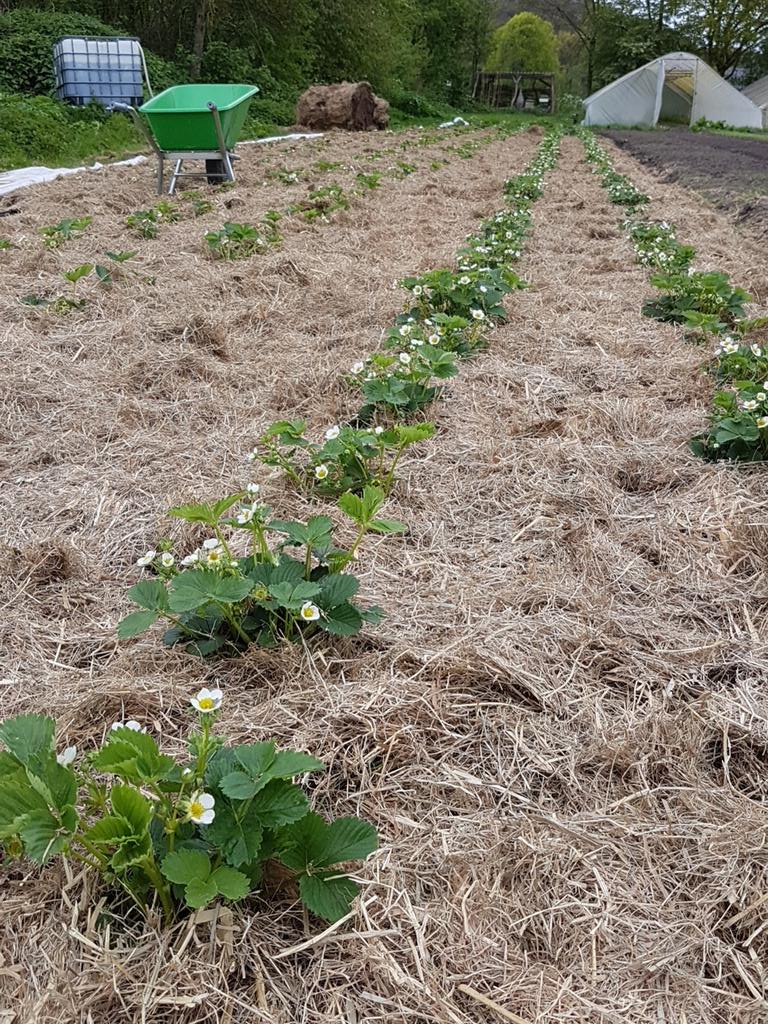 De Noorderhoeve tweet media