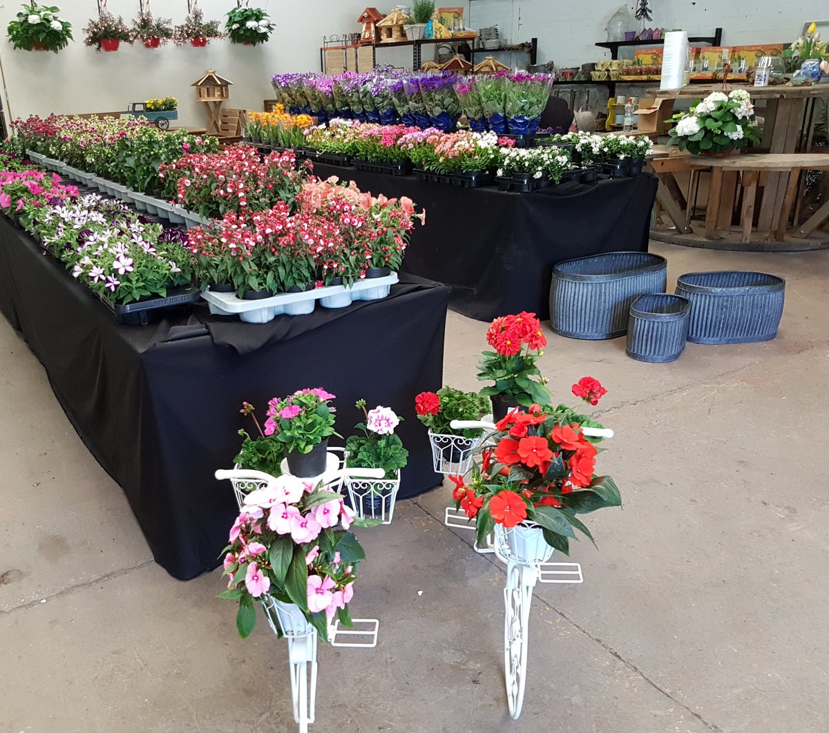 Bloomin Al's tweet media