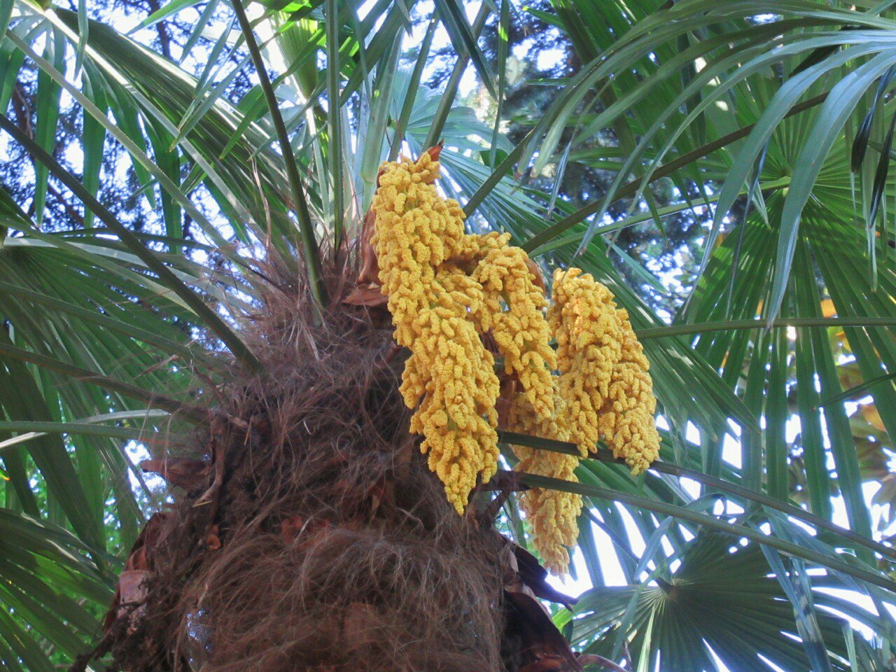 雑草図鑑 準備中 Al Twitter 230 シュロ ヤシ科 中国南方原産 南九州には古代より自生 ヤシ科の中では耐寒性があり いたる所に野生化する シュロ の繊維は様々な用途に利用された 葉は扇状で先が垂れる 雌雄異株で 黄色い花の塊を下垂する 果実は冬に黒く