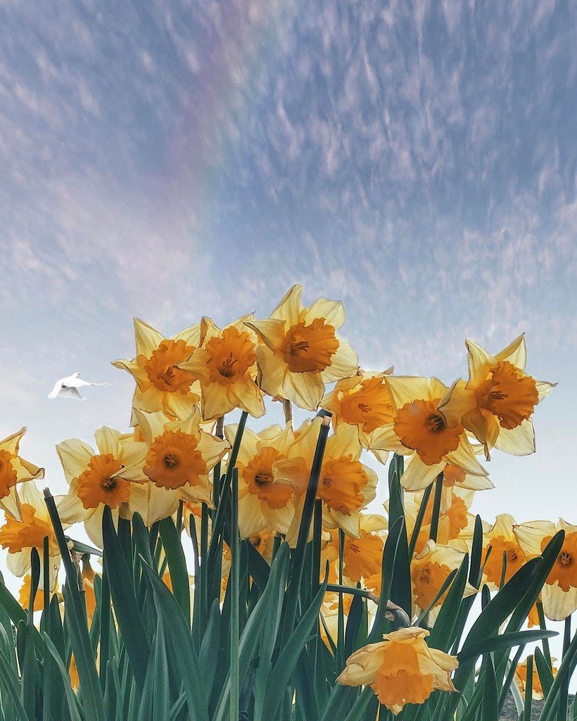 aMrazing's tweet photo. Spring and daffodil are a pair of perfect lover. (And I can't stop taking pictures of flowers) 🌸🌹🌷🌹🥀🌻🌼💐🌾 #aMrazing… https://t.co/z4GCUuzou7 https://t.co/plqFF7WNH4