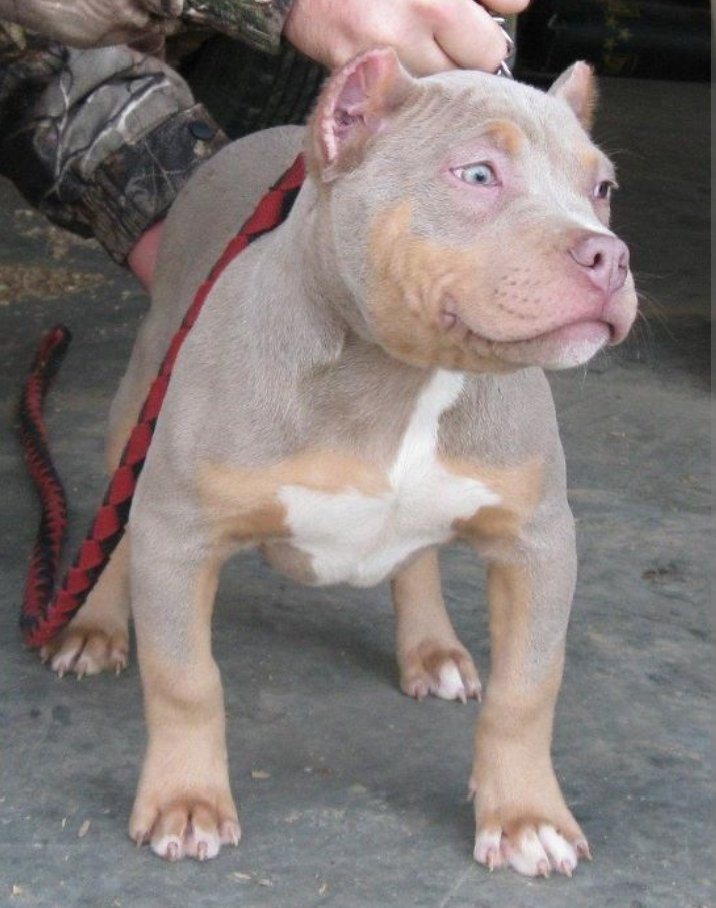 DtheDOM1's tweet photo. Even my puppy will smell Beta Fag.  Will train to piss on you fag losers, and bite until she sees cash. #DsCashPrincess
#CPThepit
@RTfucker https://t.co/CdfNREppvM