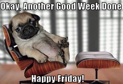 ReggieThePug1's tweet photo. https://t.co/R60gCWOEE9