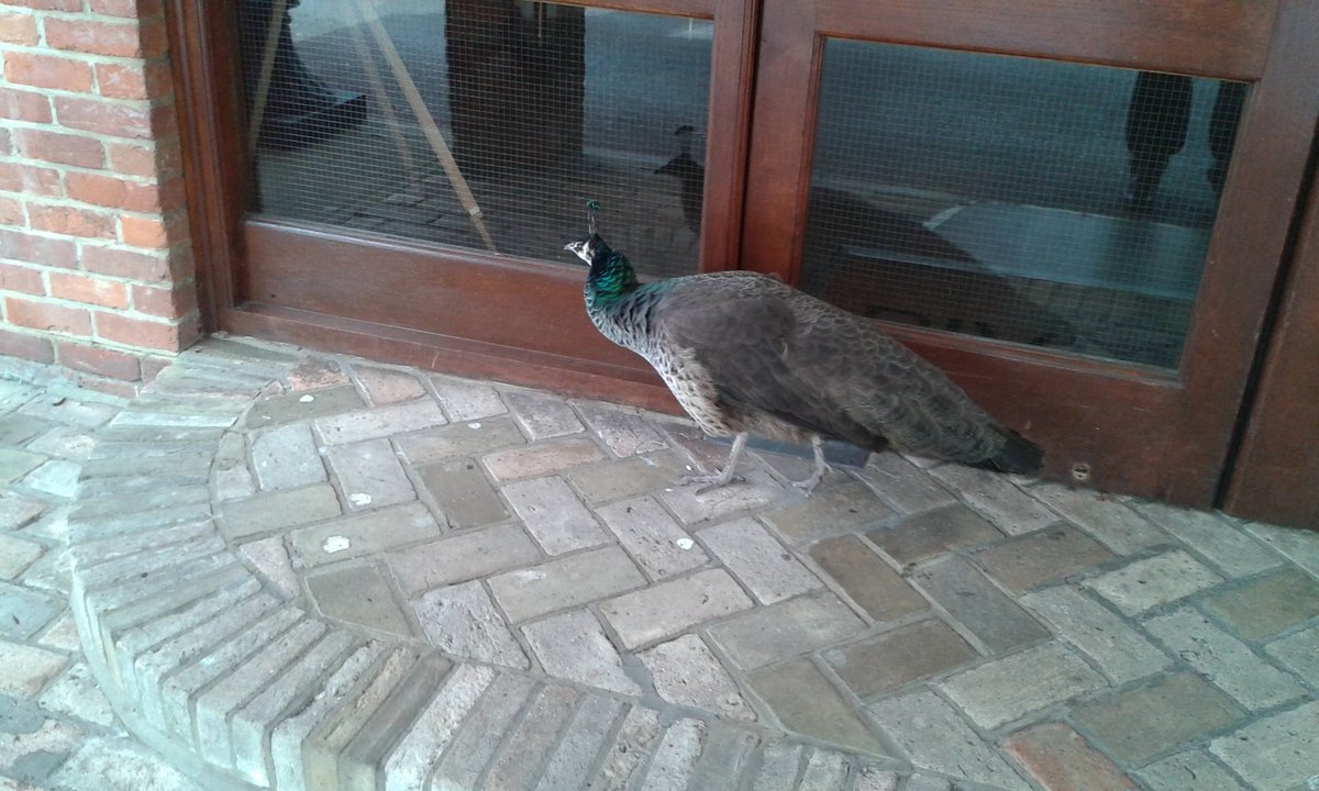 StallionBKS's tweet photo. Minor obstruction trying to go into the hotel for the Witham @ebnEssex networking meeting this morning! #ebnWorks https://t.co/wP4SDLl5Hq