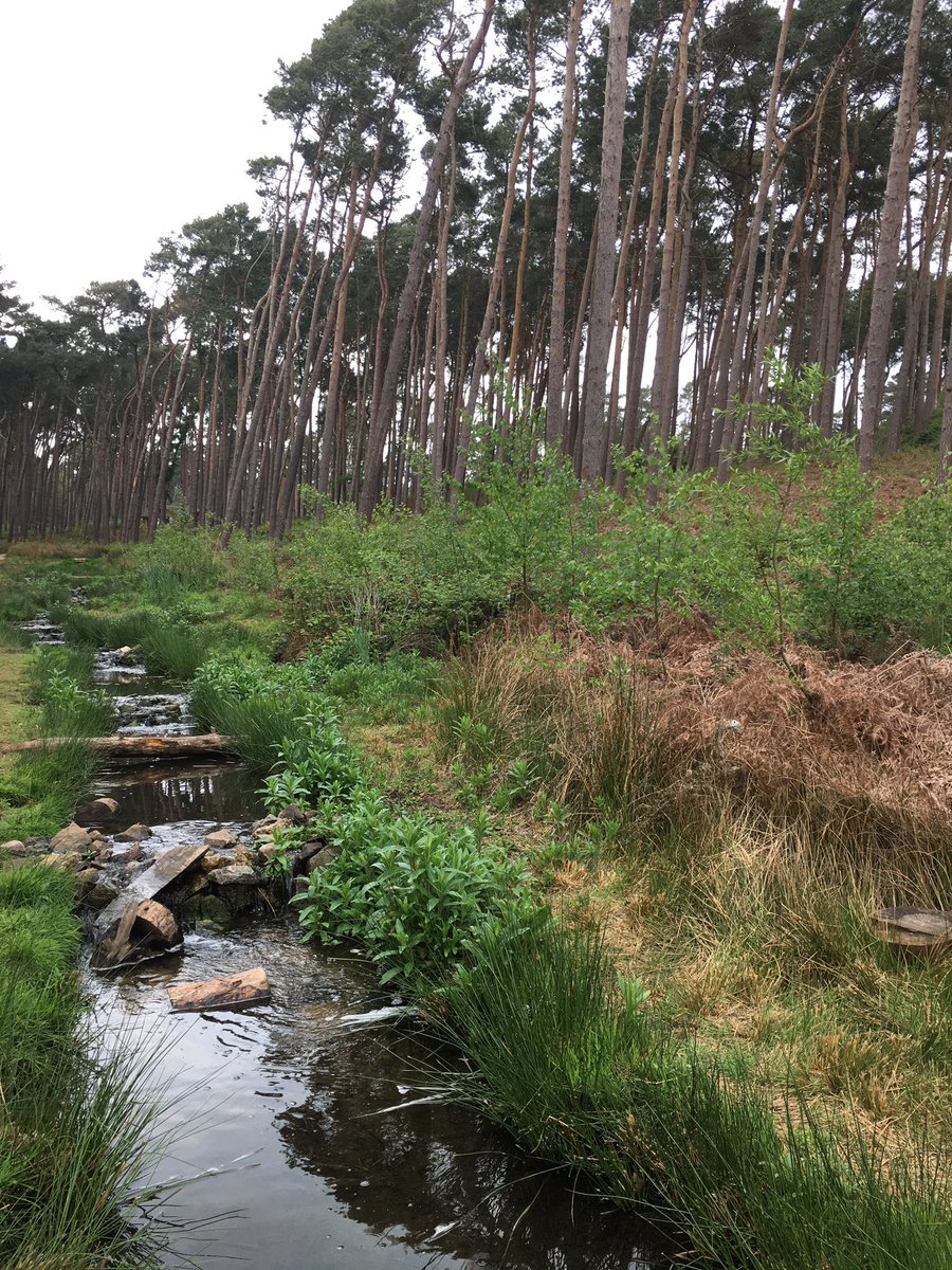 PaulTheIsland's tweet photo. @CP_UK_Woburn @CenterParcsUK https://t.co/eFN9tGQmCo