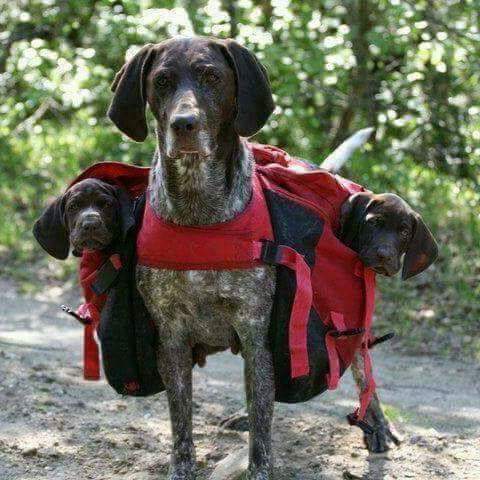 ÇİRKİN KRAL (@fevzi3557) on Twitter photo 