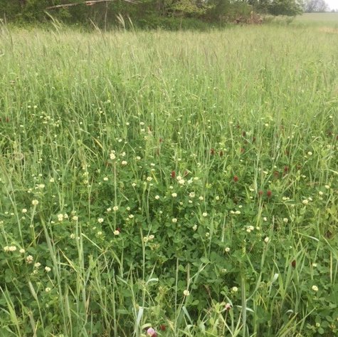 grasslandJerry's tweet image. fixationclover.com looking good in Ohio on a wet piece of ground.  Most of the clover growth has happened since March #getNit