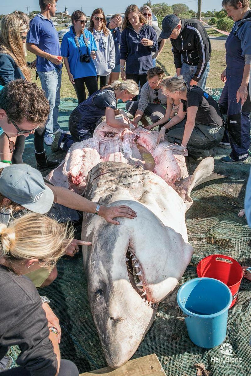 Dr. Alison Kock (@urbanedgesharks) on Twitter photo Mind still blown that a 5 m white shark ended up as a snack for an orca(s). Read all about it on the <a href="/DyerICT/">Dyer Island Cons. Tr</a> blog sharkwatchsa.com/en/blog/catego… Mind still blown that a 5 m white shark ended up as a snack for an orca(s). Read all about it on the <a href="/DyerICT/">Dyer Island Cons. Tr</a> blog sharkwatchsa.com/en/blog/catego…
