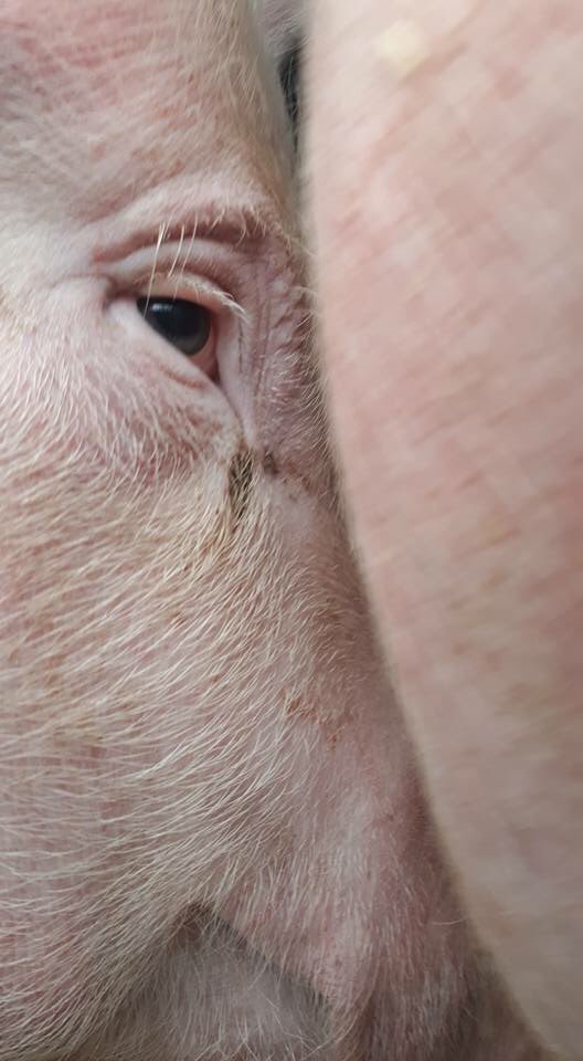 TorontoPigSave's tweet image. I&apos;m so sad

💔🐖💔

#PigTrial #BearingWitness #Vegan
📷 Meaghan E.