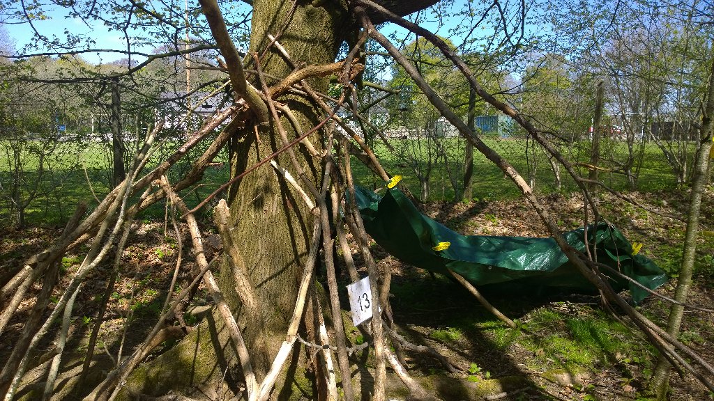 Mrs Craig had fun with the primary 1 / 2 class building dens.