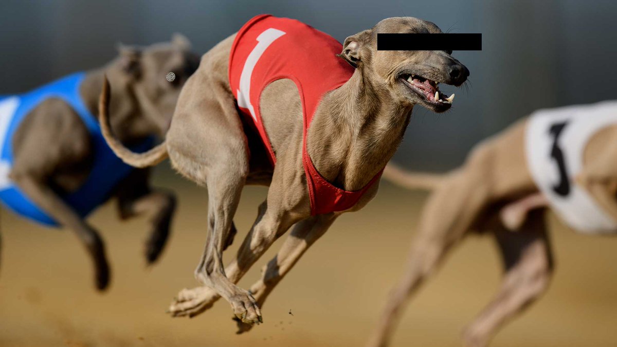 a greyhound with its eyes obscured