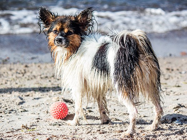 DogzillaPetFood's tweet photo. ¡Se acerca el verano! Te dejamos las mejores playas para ir con perro en España ¡No te lo pierdas! https://t.co/HveEyv9gaq #perros https://t.co/ZmQTOkTcOt