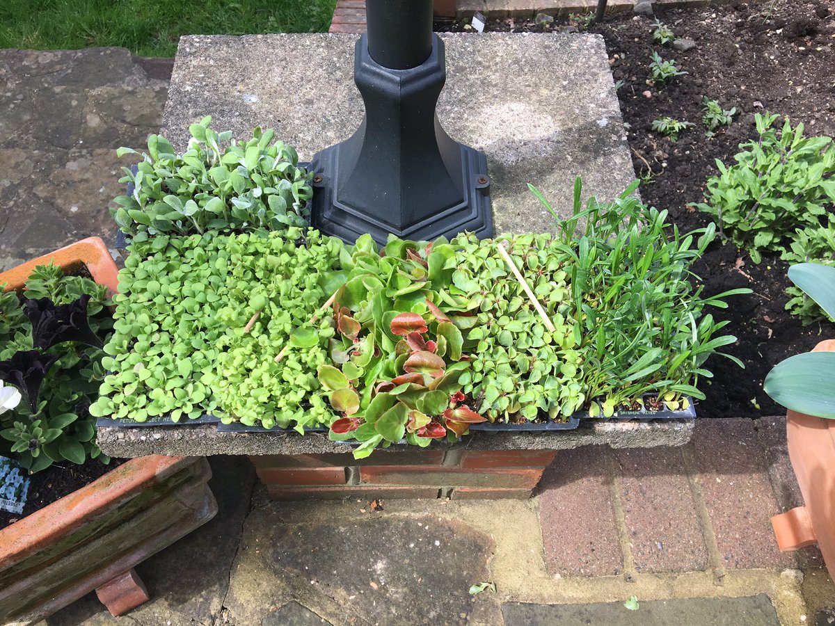 Robert Shah-Ashworth tweet media