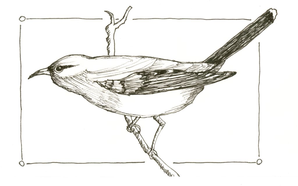 sippdrawing's tweet photo. Bird Line Drawing Studies https://t.co/RlN7RwhXBY https://t.co/yAA2m5Cpfe