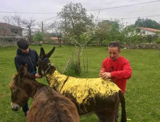 guardiacivil's tweet photo. ¿Conoces a los💀💀💀que pintaron esta burrita de amarillo en Llanes #Asturias?
Llámanos
#062
📩seprona@guardiacivil.org
https://t.co/rB1xim51hl https://t.co/vjqVjfShl9