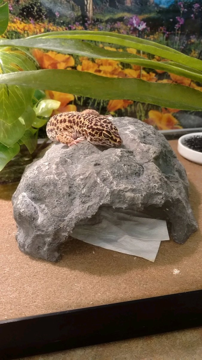 SchlowLibrary's tweet photo. #LucyTheLibraryLizard taking advantage of her own personal sun on this rainy day! #JealousAnyone? π https://t.co/ot8IFkKo8E