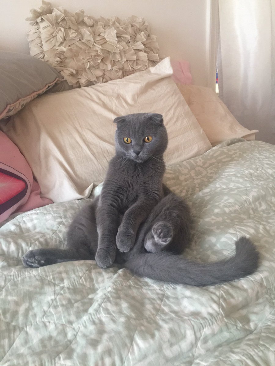 Serenity Discko tweet media