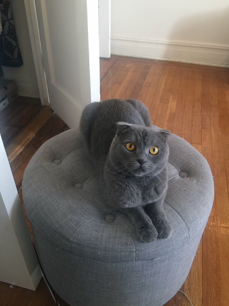 Serenity Discko tweet media