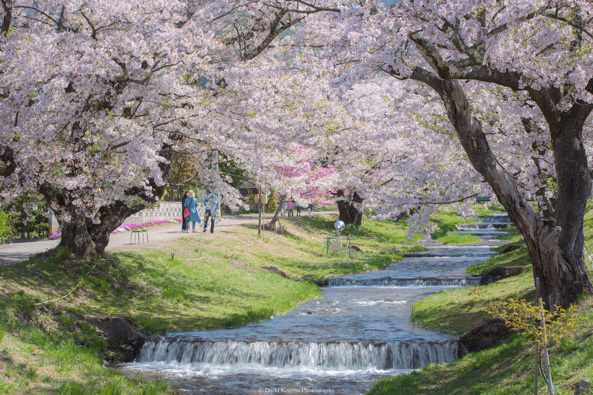 kojidai1222's tweet photo. 福島で圧巻の星空と桜を���喫してきました。
桜峠は本当感動でした。
#うつくしま #天の川 #桜 https://t.co/9kR75Fn7RQ