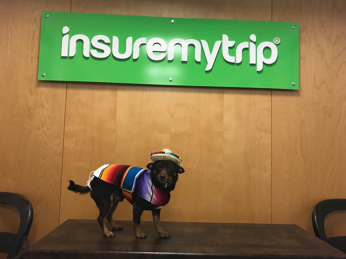 officeDogIMT's tweet photo. Every dog has it's day! Happy #CincodeMayo from all of us at @insuremytrip https://t.co/AeeH9353rC