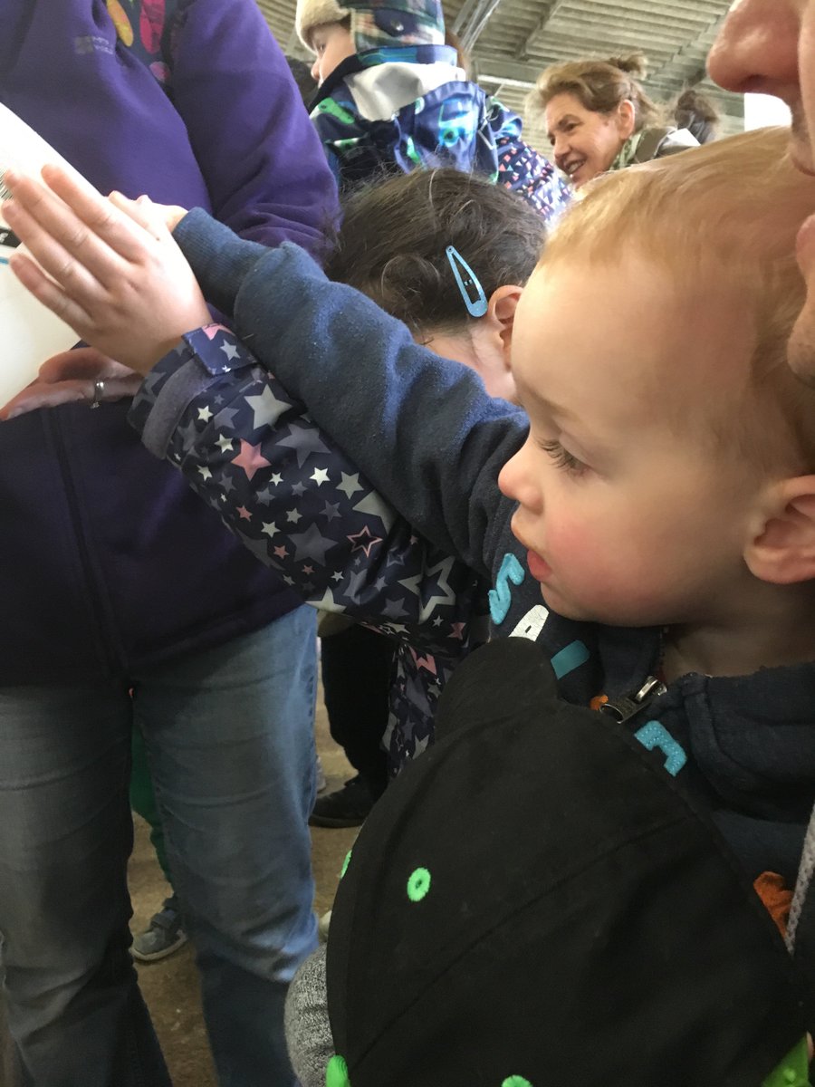 BaysHouse's tweet photo. Bottle feeding the calves this morning @Dairylandfun #lovecornwall #cornwall https://t.co/VlkTJLvAQ6