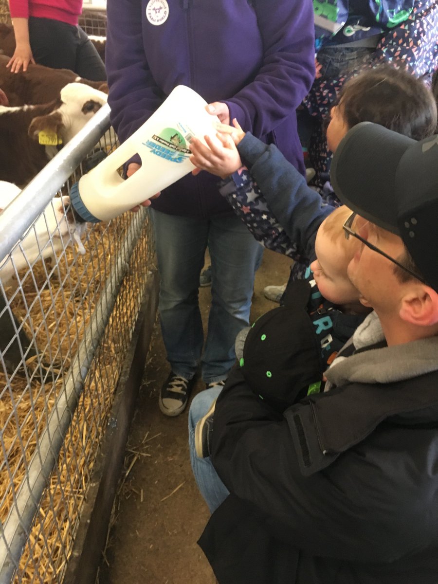 BaysHouse's tweet photo. Bottle feeding the calves this morning @Dairylandfun #lovecornwall #cornwall https://t.co/VlkTJLvAQ6
