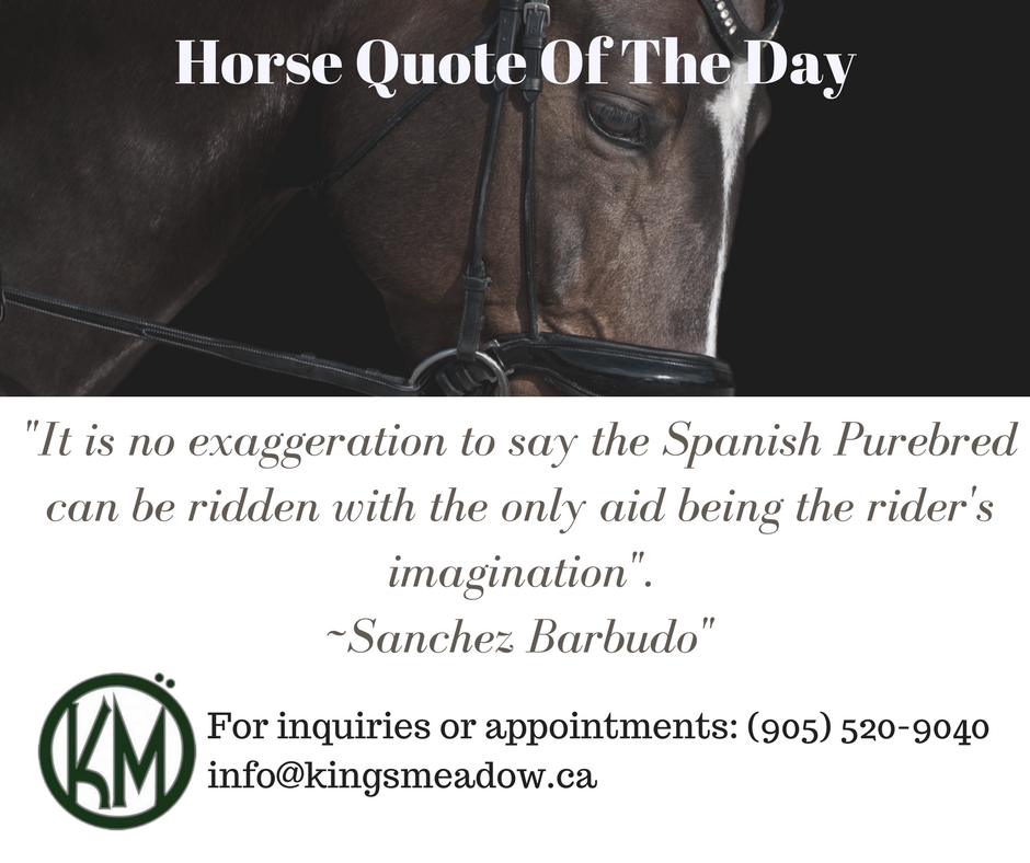Quote of the Day ! #training #breeding #EquestrianCentre #Hunter #jumper #KingsMeadowEC #PuslinchOn #HamiltonOn #Horse #Quotes