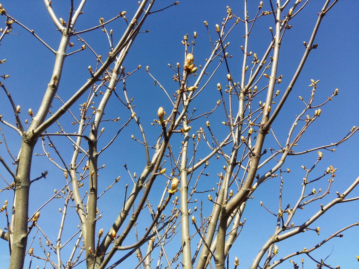 Arnuce's tweet image. Kastaņā klusi šupojas kastaņsveces sākums. Brīnumu gaidot.