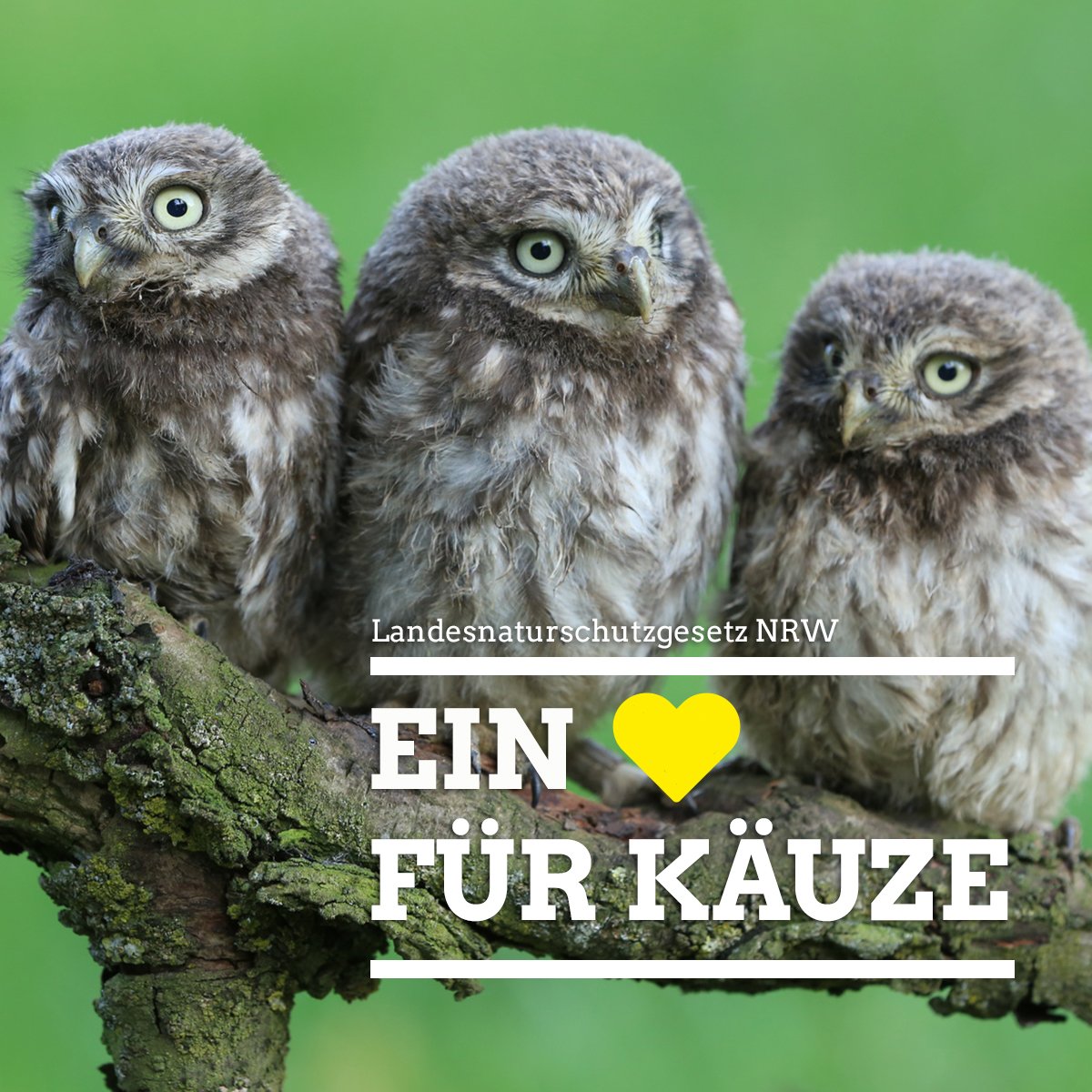 GrueneFrakNRW's tweet photo. Die Zahl der #Vögel sinkt dramatisch. Wir steuern in #NRW gegen – unter anderem mit unserem #Landesnaturschutzgesetz. https://t.co/eTxNzz1L2C