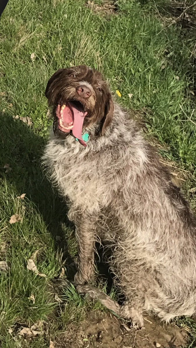 laurensupr0n's tweet photo. When you notice your dogs been holding this pose for 5 pictures.... #WTFMARLEY #WiredHairedPointer #SMIZE #ANTM #Werk https://t.co/AVBvouXKuT