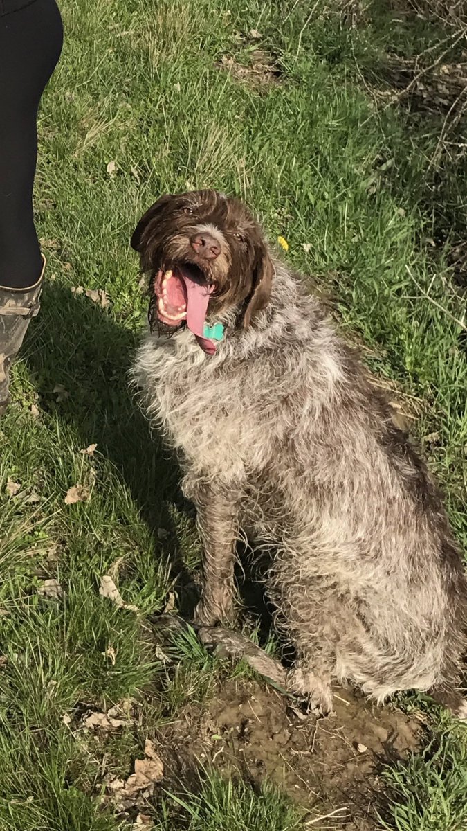 laurensupr0n's tweet photo. When you notice your dogs been holding this pose for 5 pictures.... #WTFMARLEY #WiredHairedPointer #SMIZE #ANTM #Werk https://t.co/AVBvouXKuT
