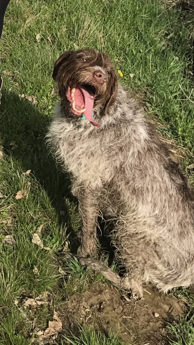 laurensupr0n's tweet photo. When you notice your dogs been holding this pose for 5 pictures.... #WTFMARLEY #WiredHairedPointer #SMIZE #ANTM #Werk https://t.co/AVBvouXKuT