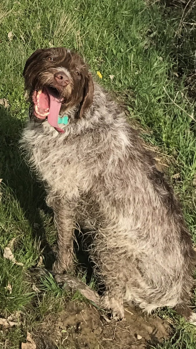 laurensupr0n's tweet photo. When you notice your dogs been holding this pose for 5 pictures.... #WTFMARLEY #WiredHairedPointer #SMIZE #ANTM #Werk https://t.co/AVBvouXKuT