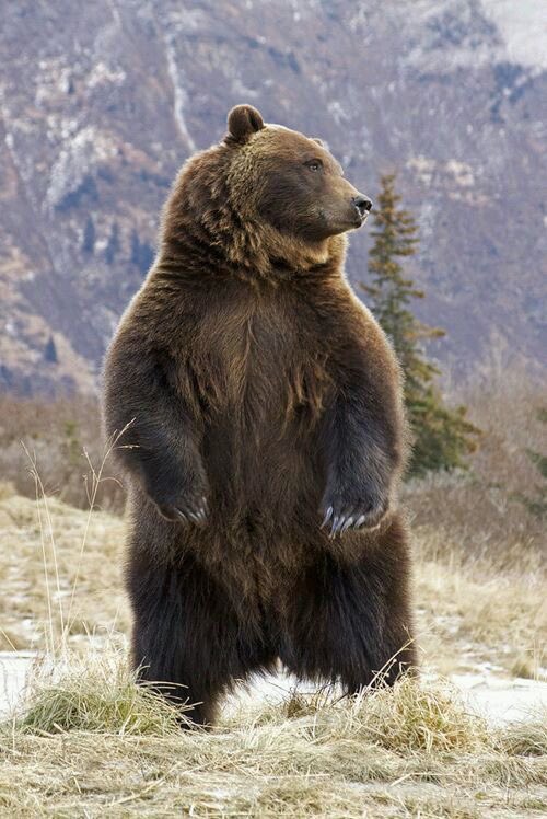KaalGroup's tweet photo. @28e5428febd7466 @rotrujo @nkDarkDrgmailc1 @Iha_Skuye You are all #StandingBears - blessings and prayers https://t.co/0rAhnEEiBm