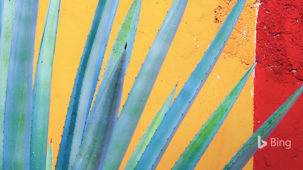 Henequen agave gives a splash of contrast on the Mexico’s Yucatan Peninsula. Bing.com