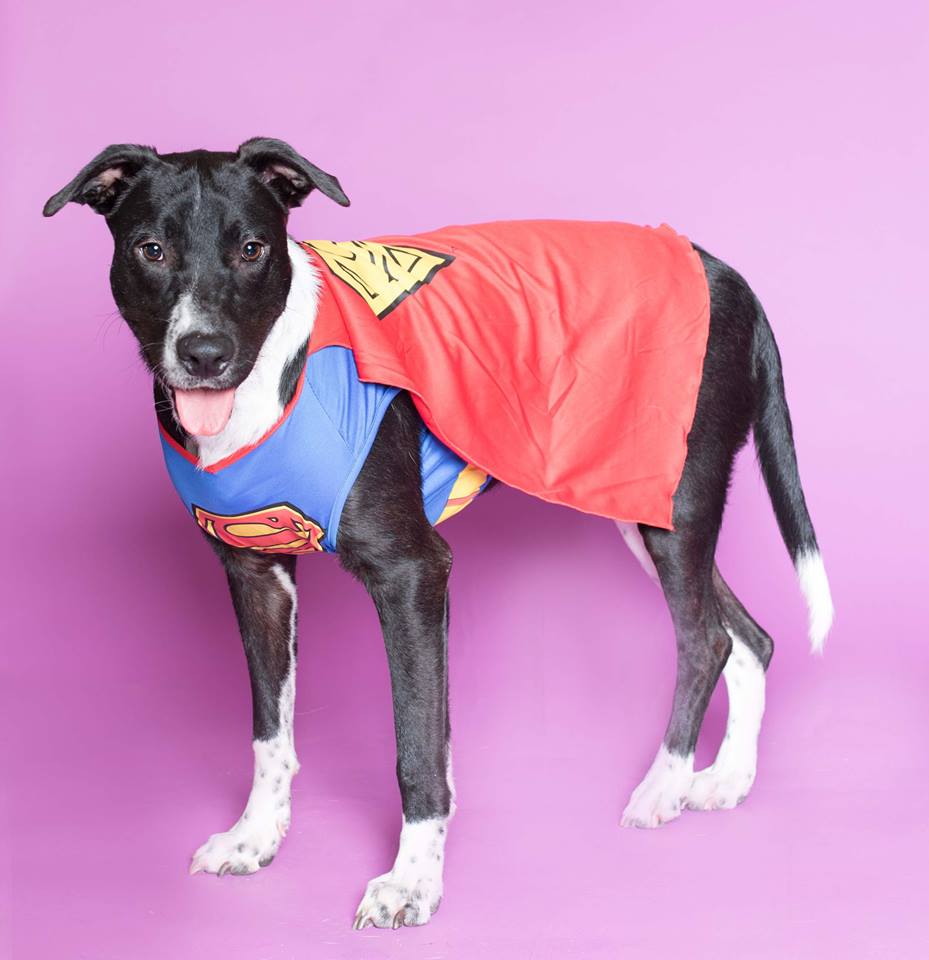 WagsFund's tweet photo. Be a superhero! Become a foster. #wagsfund #wagsfundrescue #AdoptDontShop #savealife #resourcesunleashed https://t.co/Qx30y7s49j